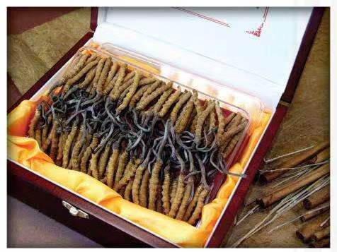 阳曲冬虫夏草回收